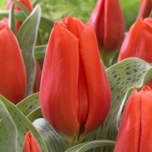 Tulip greigii Oranje 11/12 cm x 10