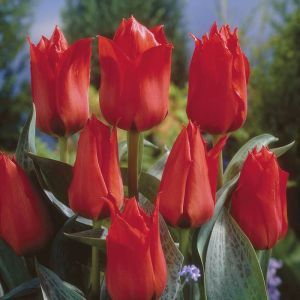 Tulip greigii Grower's Pride 11/12 cm x 10