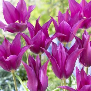 Tulip lily flowering Purple Dream 11/12 x 10