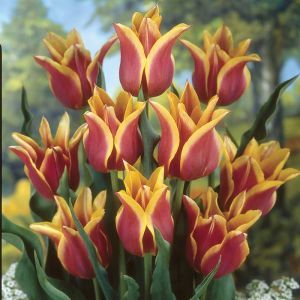 Tulipe Lys Ballade de Fleurs x 10