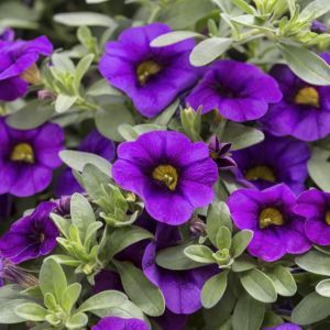 Calibrachoa Purple 10 cm x 3