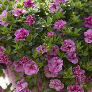 Calibrachoa Pink 10 cm x 3