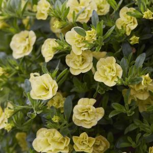 Calibrachoa Yellow 10cm x 3
