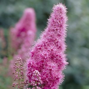 Spiraea Billiardii 9 cm pot