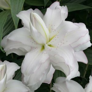Lilium Oriental Lotus beauty 12/14 x 3