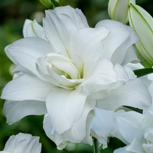 Lotus Pure