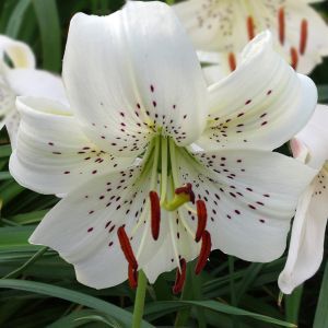 White Twinkle (2)