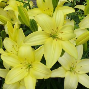 Lilium sans pollen Easy Vanilla