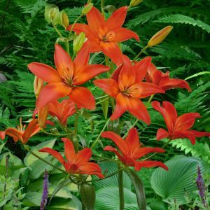 Mandarin Star (2)