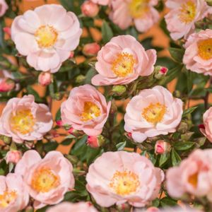 Rosier grimpant Blushing Queen