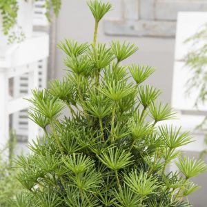 Sciadopitys verticillata Green Diamond