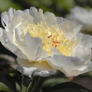 Paeonia Garden Lace Bare root