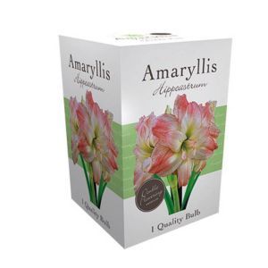 Amaryllis double rose