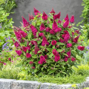 Buddleja davidii Butterfly candy little Ruby v1