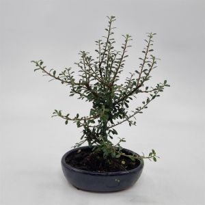 Bonsai Cotoneaster