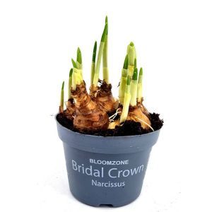 Narcisse Bridal Crown pot 12 cm