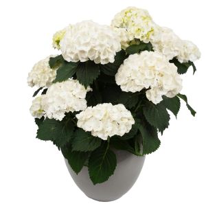 Hydrangea macrophylla Hi Crystal Palce 12 cm pot