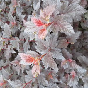 Physocarpus opulifolius Fire Side 9 cm pot