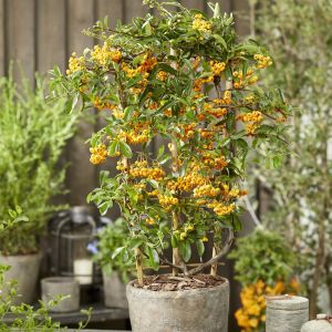 Pyracantha coccinea Sonny Star 9 cm