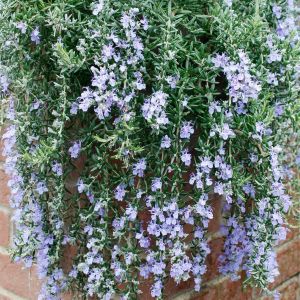Rosmarinus officinalis