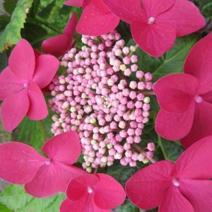 Hydrangea macrophylla Red Bull