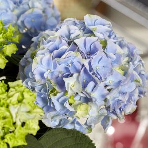 Hydrangea macrophylla Hi Mountain