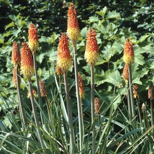 Kniphofia uvaria 9 cm pot