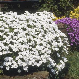 Aubrieta White 12 cm Pot