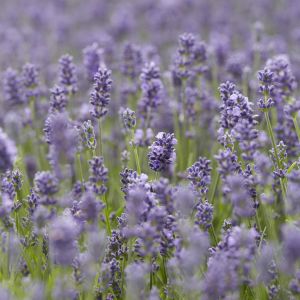 Lavande angustifolia Essence Purple 14cm