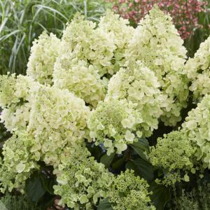 Hydrangea paniculata Bee Happy 9 cm pot