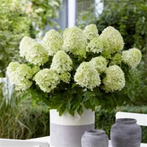 Hydrangea paniculata Little Spooky 9 cm pot