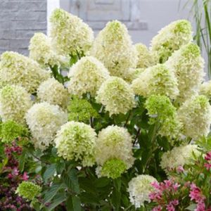 Hydrangea paniculata Skyfall 9 cm pot