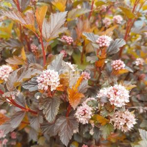 Physocarpus opulifolius Magical sweet Cherry Tea 9 cm pot