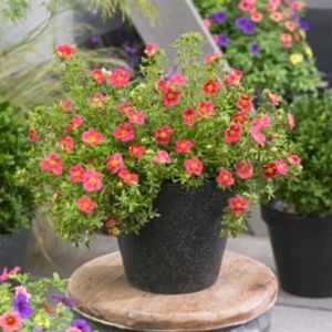 Potentilla fruticosa Danny Boy 9 cm pot