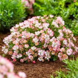 Rosier Cutie Pie 9 cm