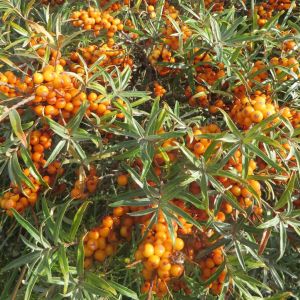Hippophae rhamnoides friesdorfer orange 9 cm pot