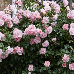 Rosier Floribunda Bonica