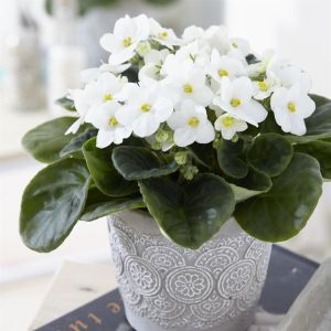 Saintpaulia White 12 cm Pot