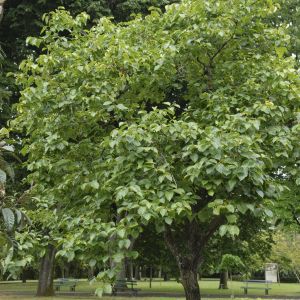 Diospyros Kaki