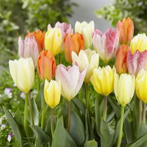 Tulipes Fosteriana mélangées