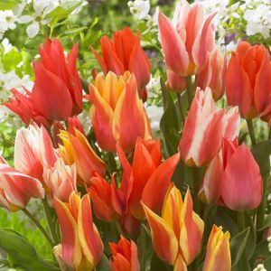Tulipes Greigii mélangées