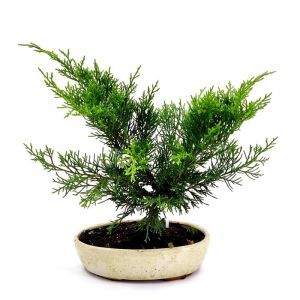 Bonsaï Juniperus 20 cm