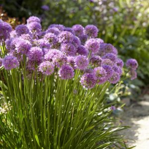 Allium Millennium pot 9 cm