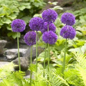 Allium Purple Sensation  pot  9 cm