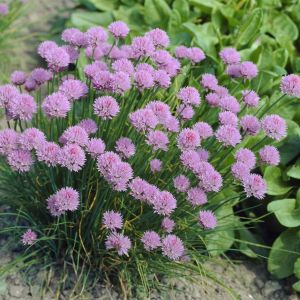 Allium Schoenoprasum pot  9 cm
