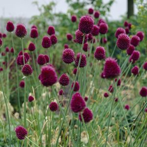 Allium Sphaerocephalon pot  9 cm