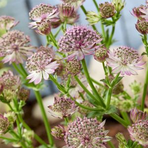 Astrantia major Roma pot 9 cm