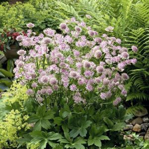 Astrantia major Buckland pot 9 cm