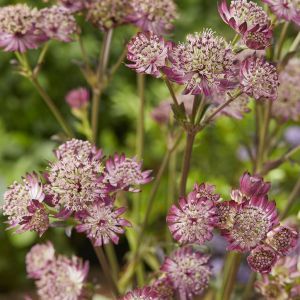 Astrantia major Star of Beauty pot 9 cm