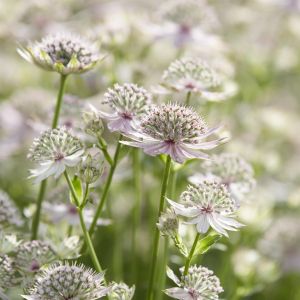 Astrantia major Florence pot 9 cm